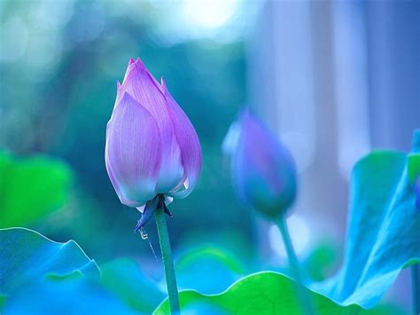 Lotus Pink Flower Bud Hd Wallpaper Peakpx