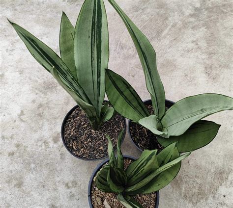 Sansevieria Trifastigiata Black Brazilian Moonshine NEW Others