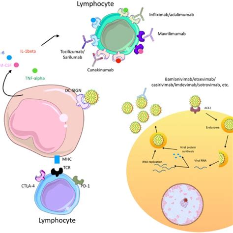 Monoclonal Antibodies In Covid 19 Download Scientific Diagram