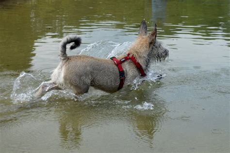 Dog Retrieving A Stick From The Water Stock Image Image Of Retriev