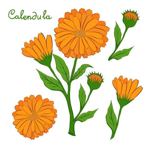Flower Calendula Stock Illustrations 2258 Flower Calendula Stock