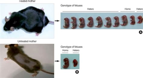 Pregnant Mouse Stages