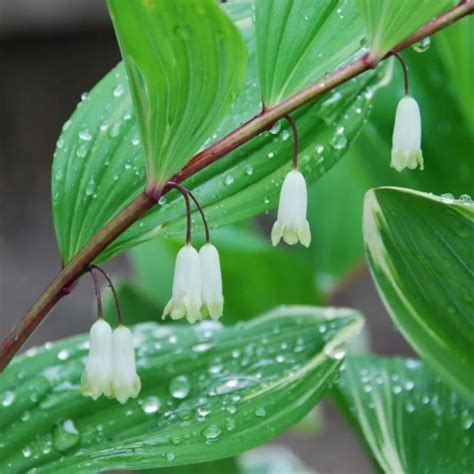 Perennial Plants for Shade — 8 Choices for Dark Yards | Livingetc