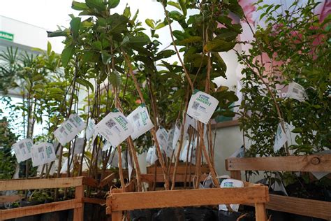 Aproveite a chuva e plante uma árvore saiba como pegar mudas no Horto