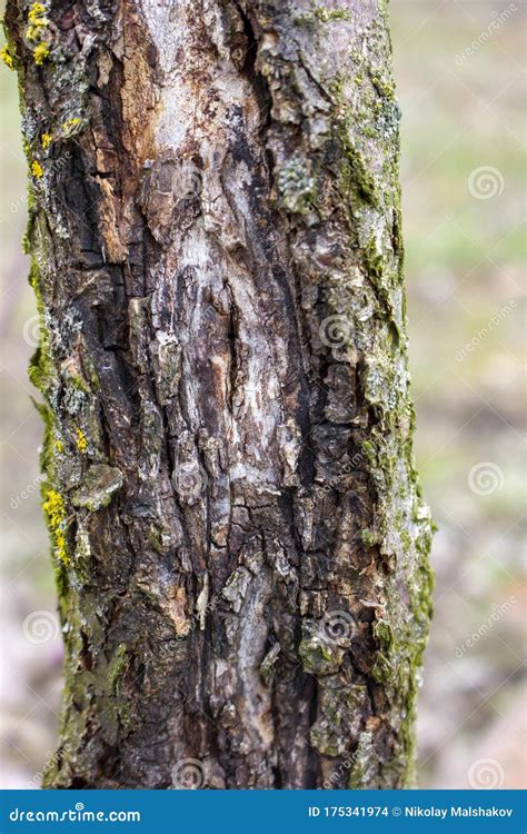 Malattie Degli Alberi Da Frutto In Giardino Danni Al Fungo Delle Mele