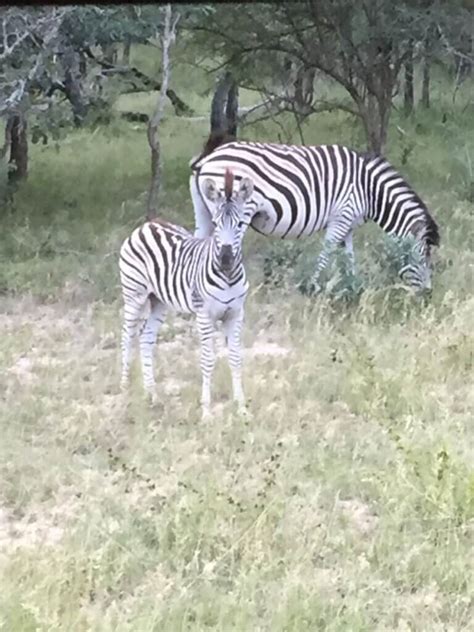 COMO IR PARA ÁFRICA DO SUL Sky Câmbio