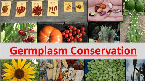 Germplasm Conservation Youtube