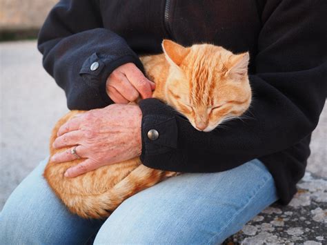 喜欢趴在我身上睡觉的猫咪