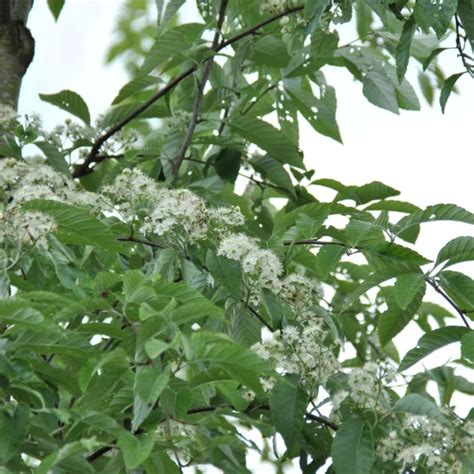 Sorbus Aucuparia Xanthocarpa Rosaceae Van Den Berk Nurseries