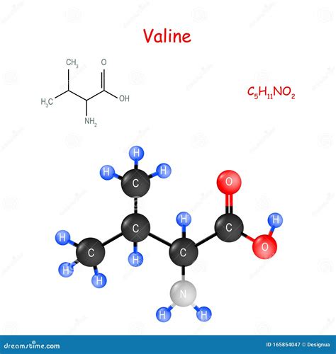 Valine Model