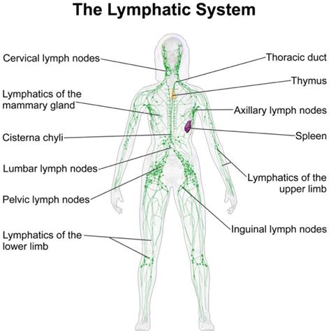 Reflexology For Lymph Nodes