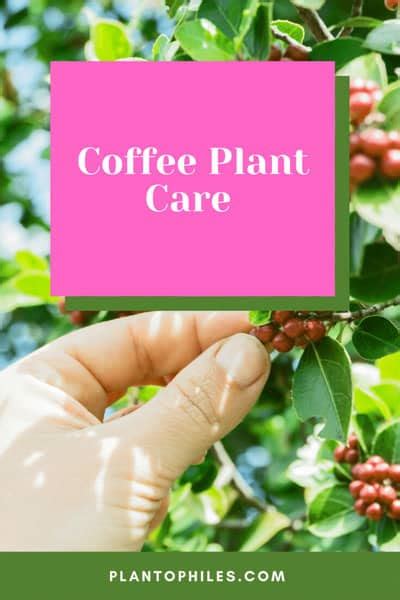 #1 Coffee Plant Care Guide - [+Free Infographic to Download]