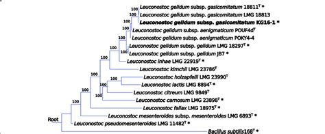 Phylogenetic Tree Showing The Relationship Of L Gelidum Subsp