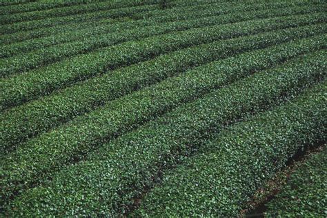 Rows Of Green Tea Plantation For Background Stock Photo Dissolve