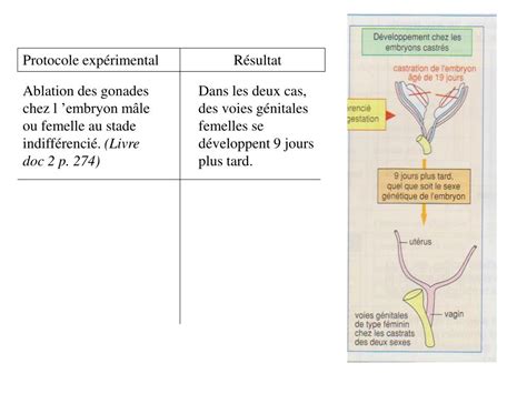 PPT Chapitre IV La procréation PowerPoint Presentation free download