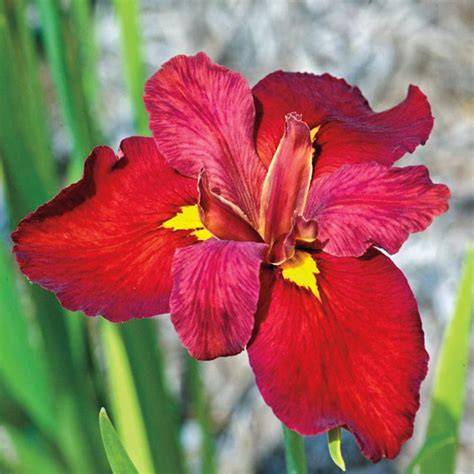 Brecks Ann Chowning Red Louisiana Iris Perennials At
