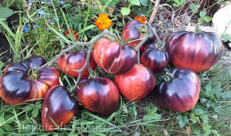 Sgt Peppers Tomate De Charme