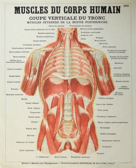 Muscles Du Corps Humain Coupe Verticale Du Tronc Les Planches