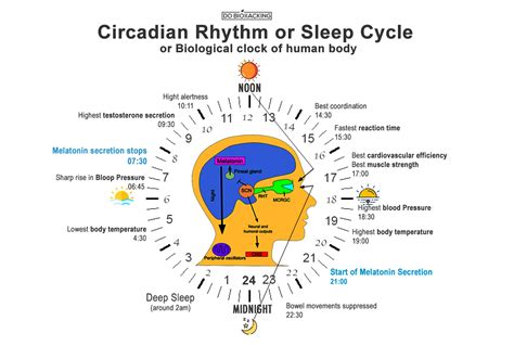 How To Biohack Sleep Cycle Learn Impact On Immunity Weight And Mind Dobiohacking