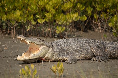 Jeevoka - Life In Shallow Waters - The Mangrove Forests Of India