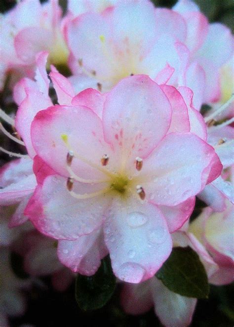 Azaleas Blooming Everywhere In Nyc They Come With Different Colors