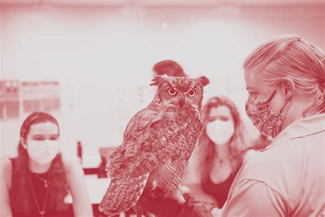 Temple University Owl Logo Rebrand Case Study — Hanna Lipski