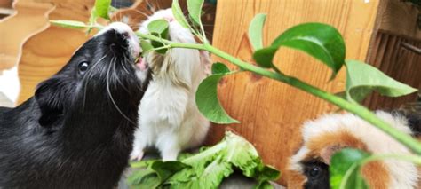 So F Tterst Du Dein Meerschweinchen Richtig Experten Futterplan