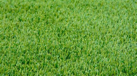 Complete Guide To Planting And Caring For Perennial Ryegrass