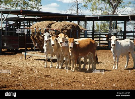 cattle yard Queensland Australia Stock Photo - Alamy