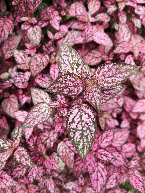 Pink and Green Leaves Plant · Free Stock Photo