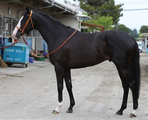 【nhkマイルc】ゴンバデカーブース90点 肩首の付け根素晴らしい― スポニチ Sponichi Annex ギャンブル