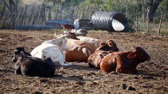 Gobierno de Nuevo León adquiere seguro para proteger a ganado Grupo