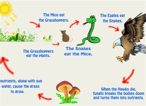 Difference Between Food Chain And Food Web Pediaacom