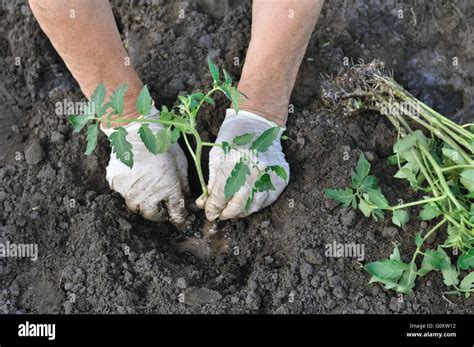 Farmer Planting A Tomato Seedling Stock Photo Alamy