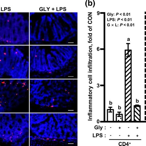 Gly Reduced Inflammatory Cell Infiltration In The Colon Tissues A