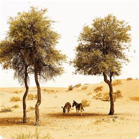 Meet The Ghaf National Tree Of The Uae Goumbook