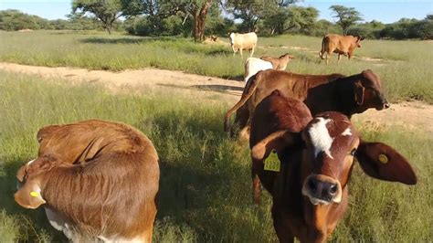 Namibia Cattle YouTube