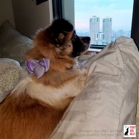 Fight Dog Meat Good Morning From Our Dmt Survivor