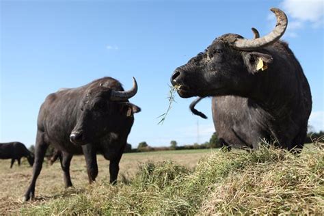 Fattoria Didattica Pontere Cecere Cancello Ed Arnone AGGIORNATO 2020