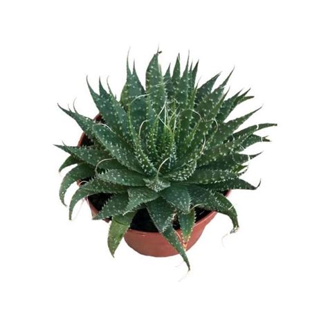 Aloe Aristata Comprar Suculentas Online Viveros De Plantas Y Flores