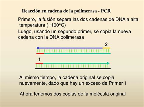 PPT REACCION EN CADENA DE LA POLIMERASA PCR PowerPoint Presentation