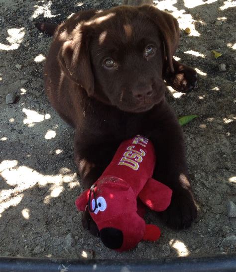 Meet Kahuna My 9 Week Old Chocolate Lab Chocolate Lab Puppies Lab