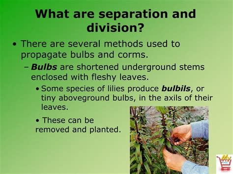 PPT - Horticulture Science Lesson 17 Propagating Plants by Division ... 