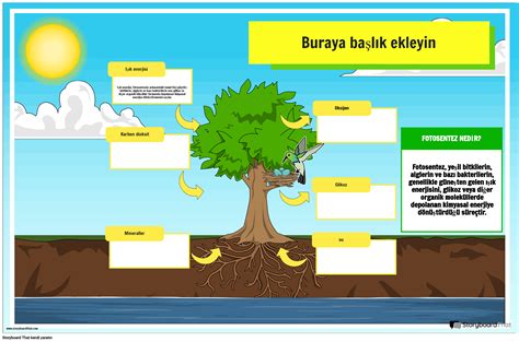 Fotosentez Teşhir Posteri Storyboard by tr examples