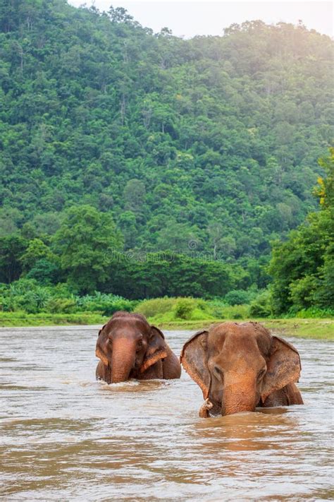 Asian Elephant In A Nature At Deep Forest In Thailand Stock Image