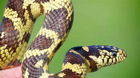 King Snakes As Pets Pros And Cons Reptile Focus