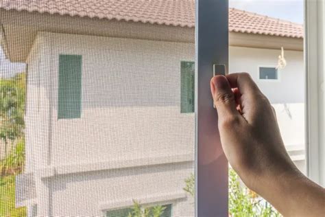 Quelle Est La Meilleure Plante Anti Moustique Pour Chambre