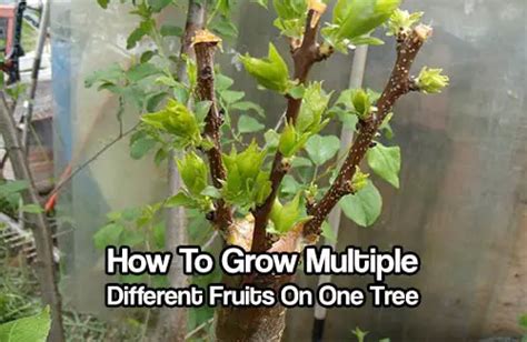 How To Grow Multiple Different Fruits On One Tree - SHTF & Prepping Central