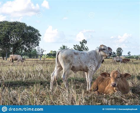 Livestock Farming In The Fields Stock Image Image Of Graze Grazing