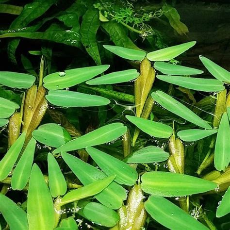 Hydroryza Aristata Asian Watergrass Aquaristic Online